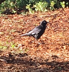 Corvus brachyrhynchos