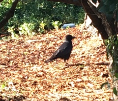 Corvus brachyrhynchos