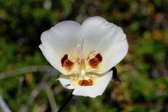 Calochortus dunnii