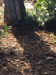 Corvus brachyrhynchos