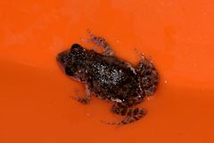 Eleutherodactylus nitidus