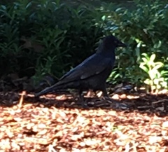 Corvus brachyrhynchos