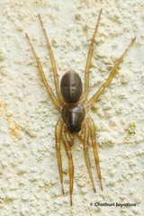 Araneae