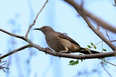 Toxostoma curvirostre