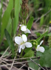 Viola patrinii