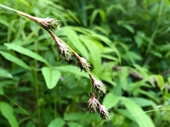 Carex festucacea