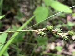 Carex festucacea