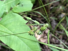 Carex festucacea