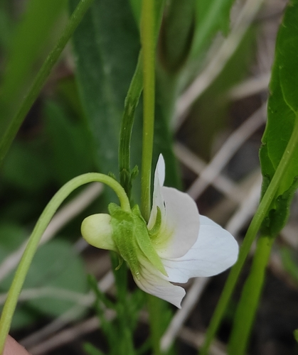 Image of Viola patrinii by (c) Юлия, some rights reserved (CC BY)