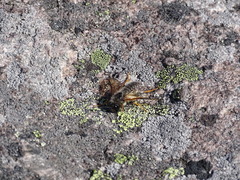 Trichiosoma triangulum