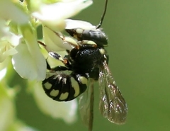Loyolanthidium