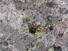 Trichiosoma triangulum