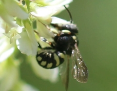 Loyolanthidium
