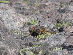 Trichiosoma triangulum