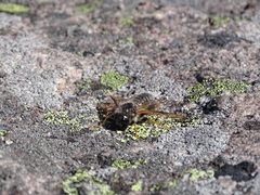 Trichiosoma triangulum