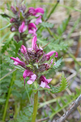 Pedicularis sudetica