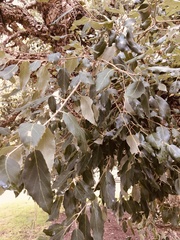 Quercus suber