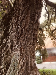 Quercus suber