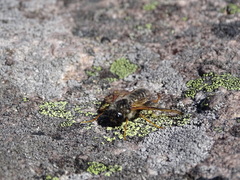 Trichiosoma triangulum