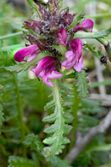 Pedicularis sudetica