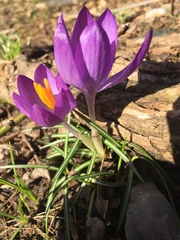 Crocus vernus