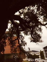 Quercus suber