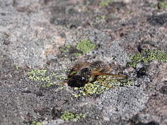 Trichiosoma triangulum