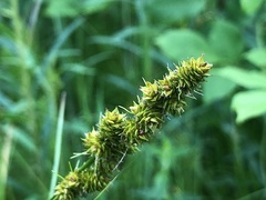Carex annectens