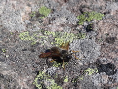 Trichiosoma triangulum