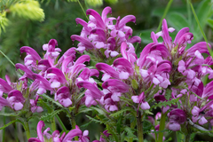 Pedicularis sudetica