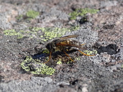 Trichiosoma triangulum