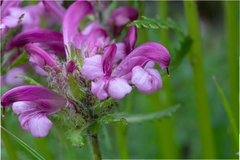 Pedicularis sudetica