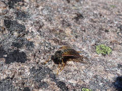Trichiosoma triangulum