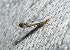 Argyresthia subreticulata
