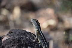 Diporiphora