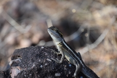 Diporiphora