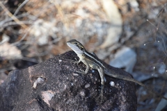 Diporiphora