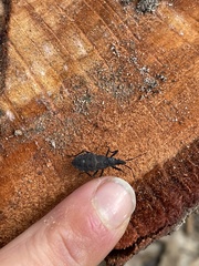 Hyocephalus aprugnus