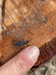 Hyocephalus aprugnus