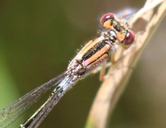 Ischnura damula