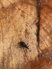 Hyocephalus aprugnus