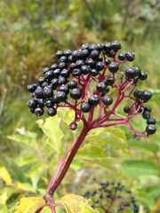 Sambucus racemosa melanocarpa
