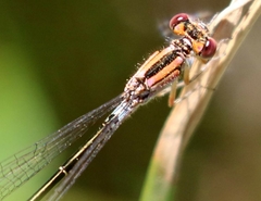 Ischnura damula