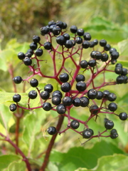 Sambucus racemosa melanocarpa