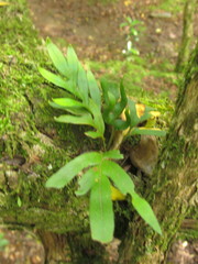 Pleopeltis pleopeltifolia