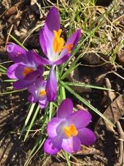 Crocus vernus