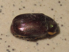 Callistethus