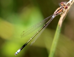 Ischnura damula