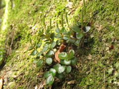 Peperomia catharinae