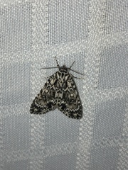 Acronicta fragilis